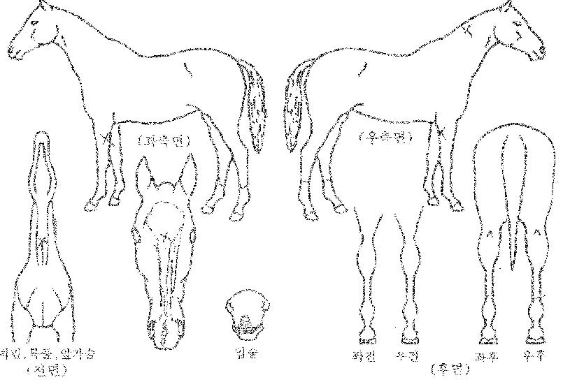 õ¿õÀÇ Ãø¸é,¿ì¸é,µÞ¸é,µÎ»ó,´Ù¸®ÀÇ Æ¯Â¡µµÇØ