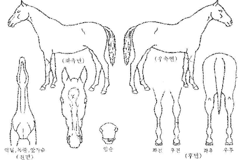 �ο�����Ʈ�� ����,���,�޸�,�λ�,�ٸ��� Ư¡����