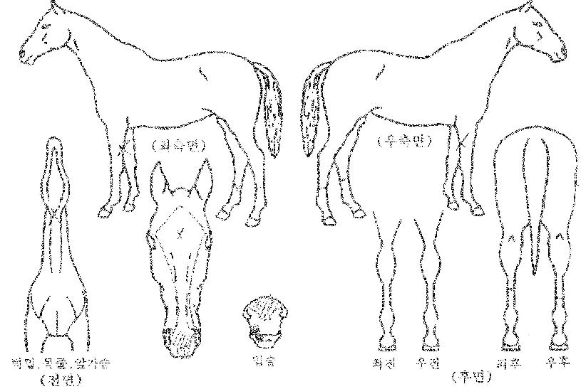 �������� ����,���,�޸�,�λ�,�ٸ��� Ư¡����