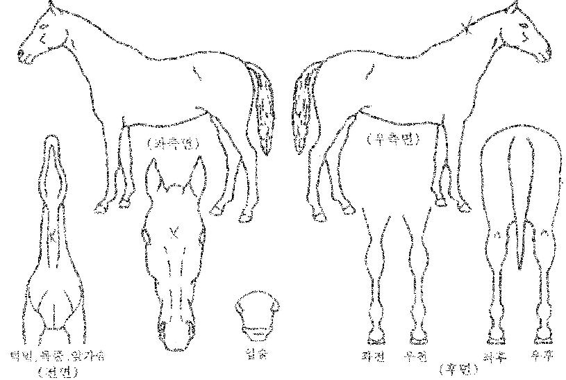 ¿ÀÇǸ®¹öÀÇ Ãø¸é,¿ì¸é,µÞ¸é,µÎ»ó,´Ù¸®ÀÇ Æ¯Â¡µµÇØ