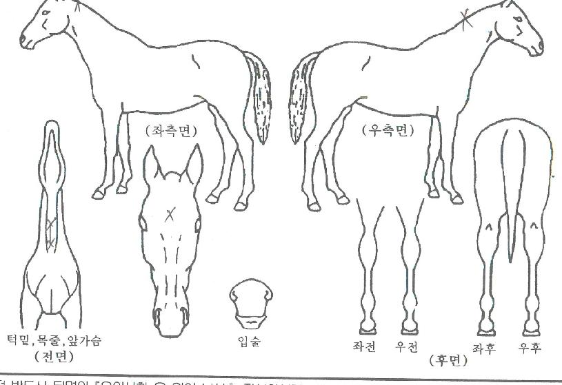 µå¸²µ¥ÀÌÆ®ÀÇ Ãø¸é,¿ì¸é,µÞ¸é,µÎ»ó,´Ù¸®ÀÇ Æ¯Â¡µµÇØ
