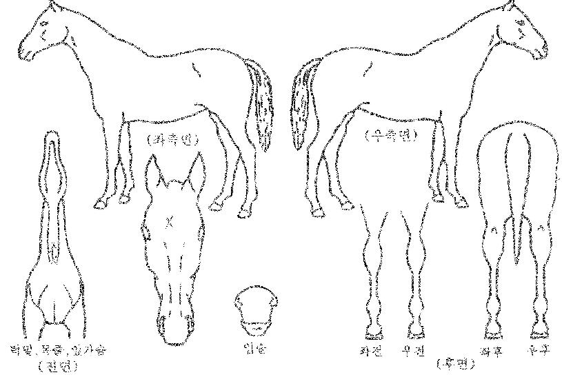 ȣ���ٽ��� ����,���,�޸�,�λ�,�ٸ��� Ư¡����
