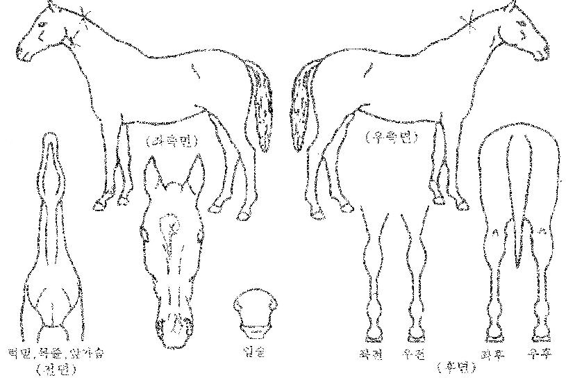 ´ÃǪ¸¥Ä¹ÀÇ Ãø¸é,¿ì¸é,µÞ¸é,µÎ»ó,´Ù¸®ÀÇ Æ¯Â¡µµÇØ
