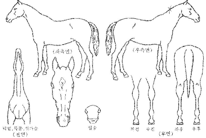 ´Ã»õ¾ÆÄ§ÀÇ Ãø¸é,¿ì¸é,µÞ¸é,µÎ»ó,´Ù¸®ÀÇ Æ¯Â¡µµÇØ