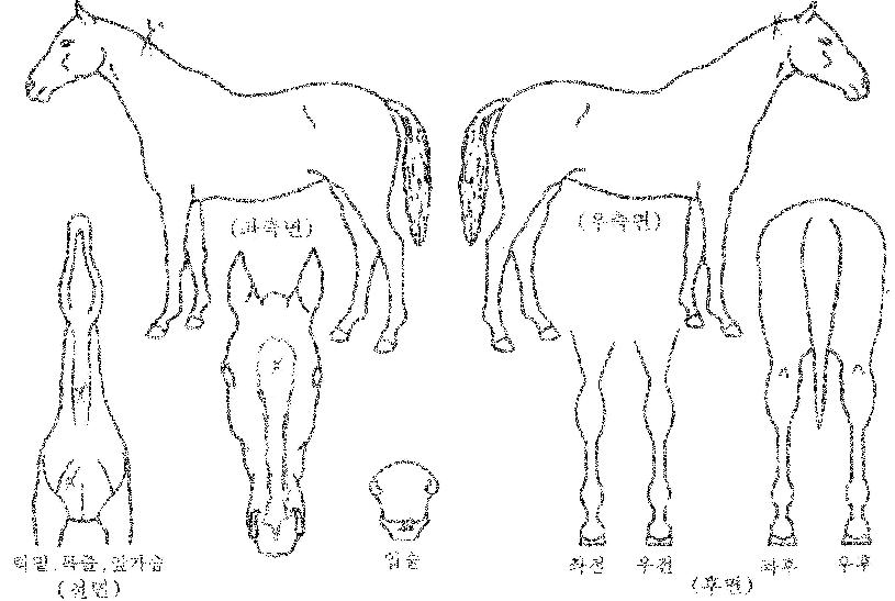 ½ÉÇöóÀÌÇÁÀÇ Ãø¸é,¿ì¸é,µÞ¸é,µÎ»ó,´Ù¸®ÀÇ Æ¯Â¡µµÇØ