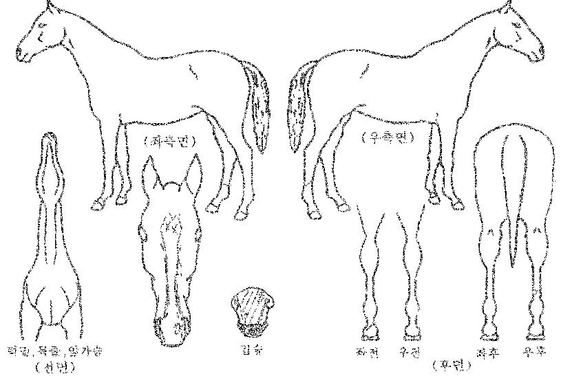 ´ÃǪ¸¥»óÈÀÇ Ãø¸é,¿ì¸é,µÞ¸é,µÎ»ó,´Ù¸®ÀÇ Æ¯Â¡µµÇØ