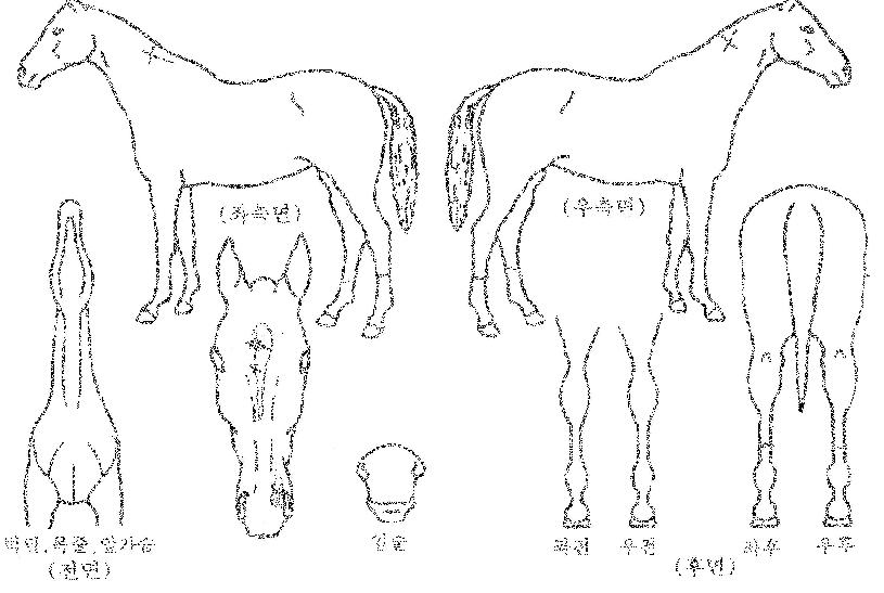 ½ºÅµ´õÆ®¶óÀ̾óÀÚ¸¶ÀÇ Ãø¸é,¿ì¸é,µÞ¸é,µÎ»ó,´Ù¸®ÀÇ Æ¯Â¡µµÇØ
