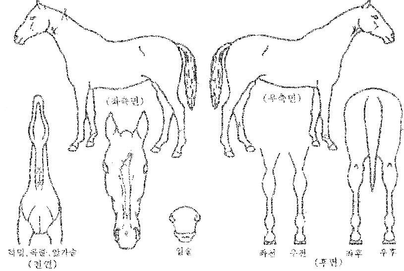 ��罺��ũ�� ����,���,�޸�,�λ�,�ٸ��� Ư¡����
