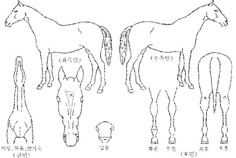 ���븮�� ����,���,�޸�,�λ�,�ٸ��� Ư¡����