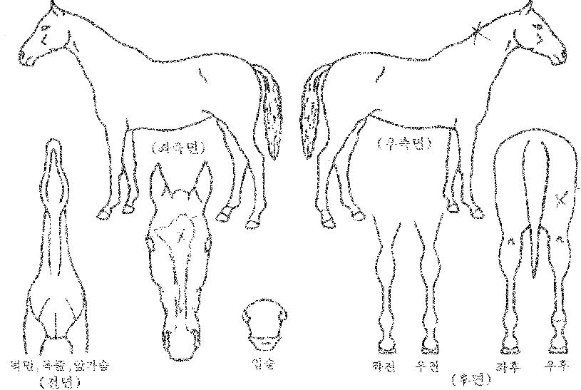 ±×·¹À̽ºÅèÀÇ Ãø¸é,¿ì¸é,µÞ¸é,µÎ»ó,´Ù¸®ÀÇ Æ¯Â¡µµÇØ
