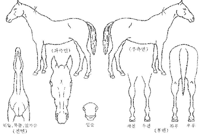 �˽�Ʈ��Ʈ�� ����,���,�޸�,�λ�,�ٸ��� Ư¡����