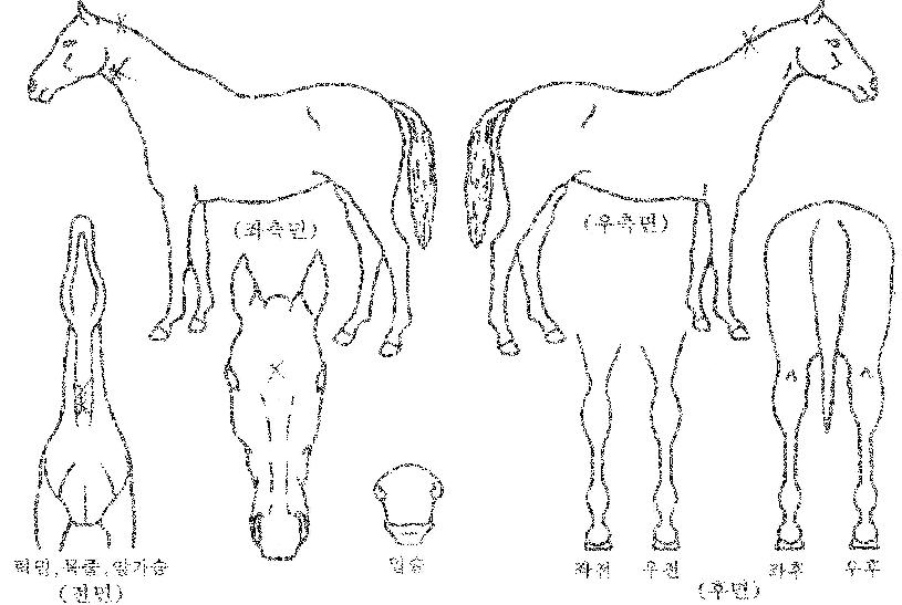 ºÎ°æ½ºÄ«ÀÌÀÇ Ãø¸é,¿ì¸é,µÞ¸é,µÎ»ó,´Ù¸®ÀÇ Æ¯Â¡µµÇØ