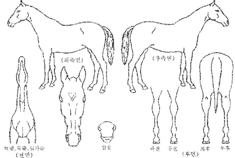 ���긮����� ����,���,�޸�,�λ�,�ٸ��� Ư¡����