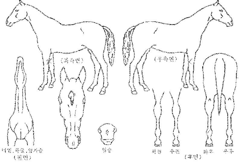 �ô������� ����,���,�޸�,�λ�,�ٸ��� Ư¡����