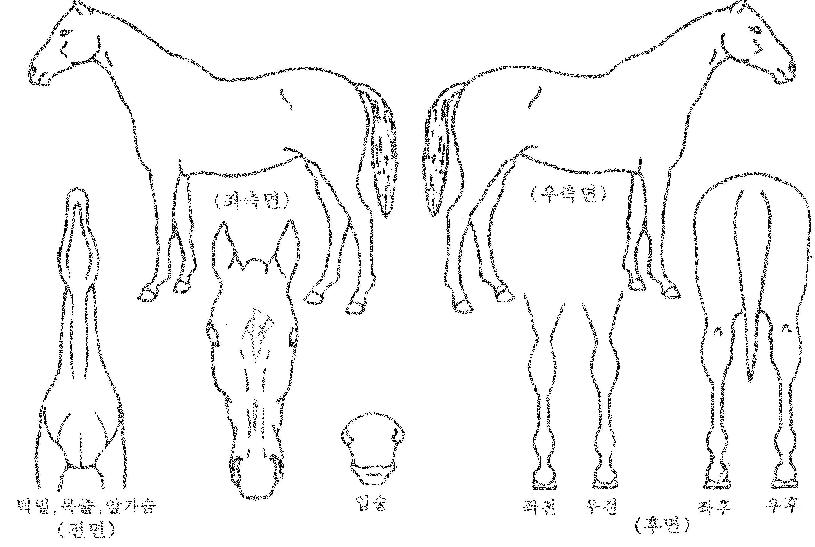 ºí·¢¾Ö·Î¿ìÀÇ Ãø¸é,¿ì¸é,µÞ¸é,µÎ»ó,´Ù¸®ÀÇ Æ¯Â¡µµÇØ