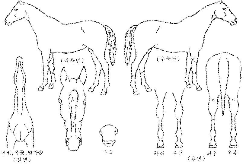 ¿þÀÌÆ®¾Ø½ÃÀÇ Ãø¸é,¿ì¸é,µÞ¸é,µÎ»ó,´Ù¸®ÀÇ Æ¯Â¡µµÇØ