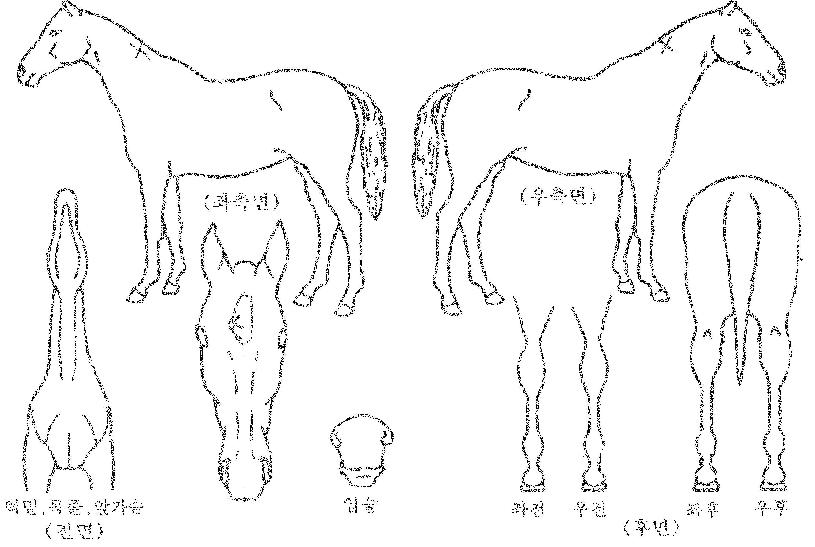 �����ǿ����� ����,���,�޸�,�λ�,�ٸ��� Ư¡����