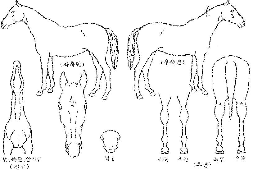 ÄèÇÑ¿¹ºÀ»êÀÇ Ãø¸é,¿ì¸é,µÞ¸é,µÎ»ó,´Ù¸®ÀÇ Æ¯Â¡µµÇØ