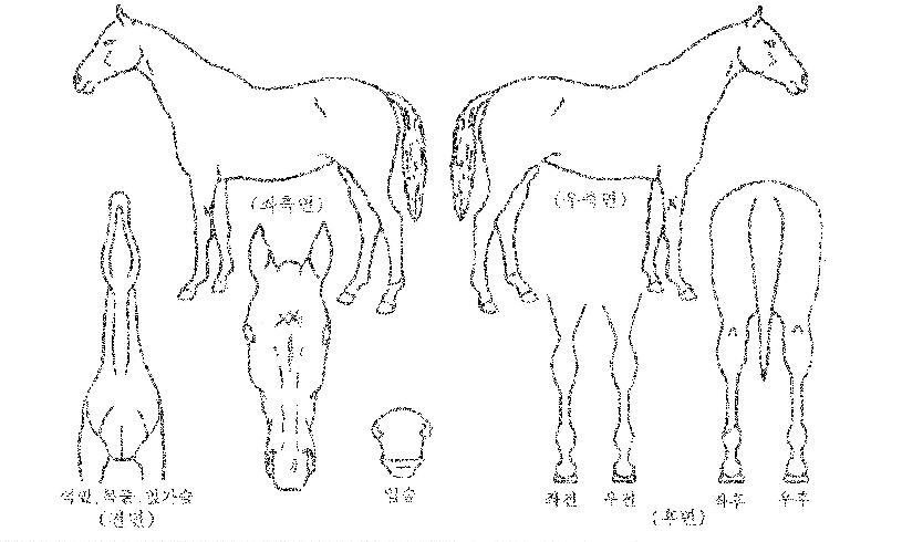 ¼¿ï½ºÅ丮ÀÇ Ãø¸é,¿ì¸é,µÞ¸é,µÎ»ó,´Ù¸®ÀÇ Æ¯Â¡µµÇØ