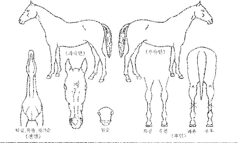 Ä¡ÇÁ¸®´õÀÇ Ãø¸é,¿ì¸é,µÞ¸é,µÎ»ó,´Ù¸®ÀÇ Æ¯Â¡µµÇØ