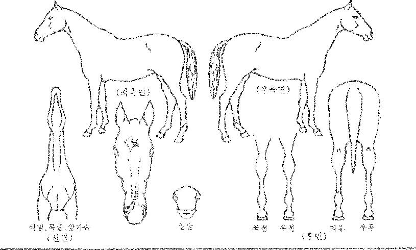 ¸Þ°¡½ÃƼÀÇ Ãø¸é,¿ì¸é,µÞ¸é,µÎ»ó,´Ù¸®ÀÇ Æ¯Â¡µµÇØ
