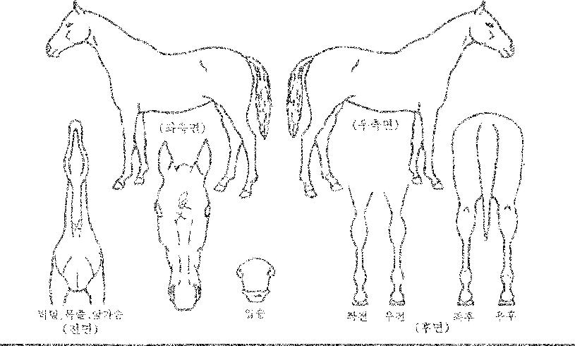 Èñ¸Á½ºÅ¸ÀÇ Ãø¸é,¿ì¸é,µÞ¸é,µÎ»ó,´Ù¸®ÀÇ Æ¯Â¡µµÇØ