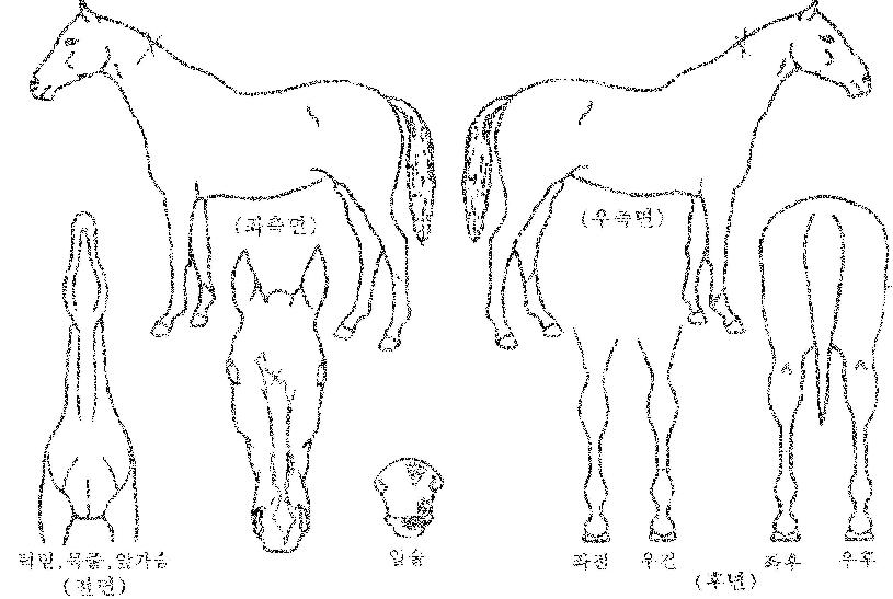 Ȳ�ݺ������� ����,���,�޸�,�λ�,�ٸ��� Ư¡����