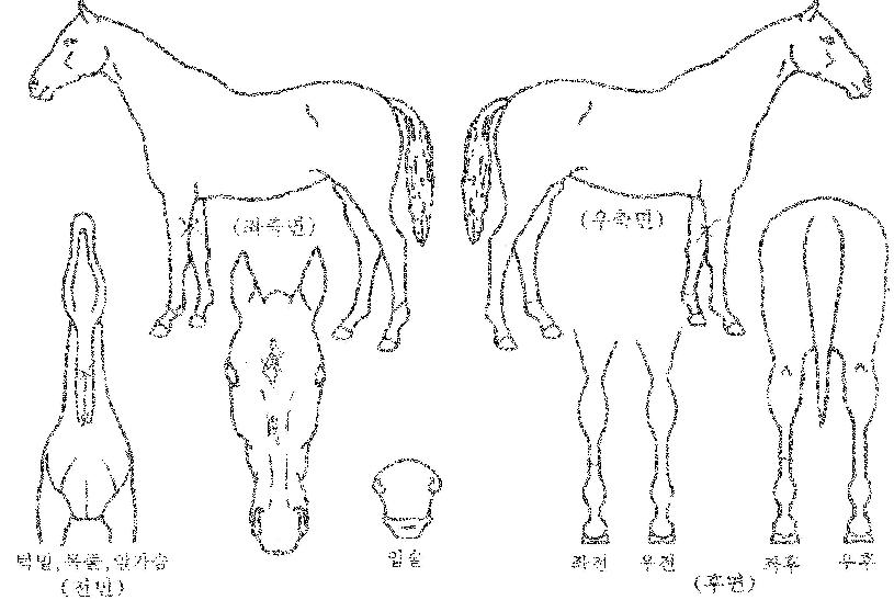 ���Ϸ�Ʈ������ ����,���,�޸�,�λ�,�ٸ��� Ư¡����