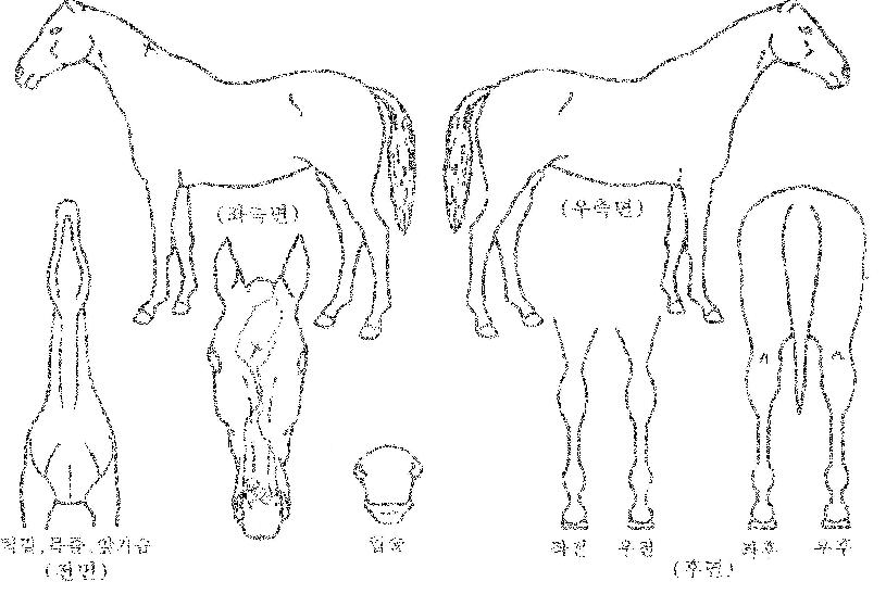 �ְ��� ����,���,�޸�,�λ�,�ٸ��� Ư¡����