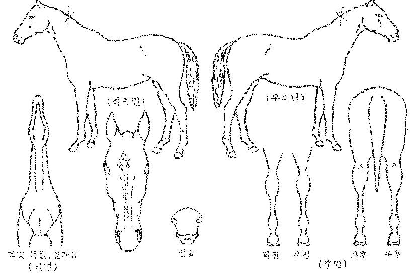 °ñµåÀÇÀο¬ÀÇ Ãø¸é,¿ì¸é,µÞ¸é,µÎ»ó,´Ù¸®ÀÇ Æ¯Â¡µµÇØ