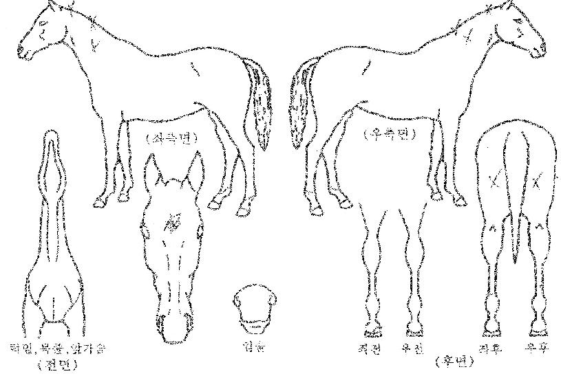 �ÿ����� ����,���,�޸�,�λ�,�ٸ��� Ư¡����