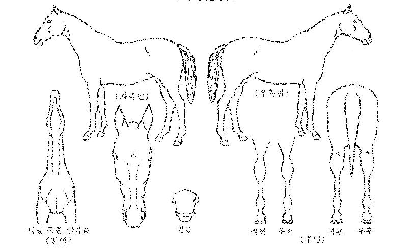 �ź��ѹٶ��� ����,���,�޸�,�λ�,�ٸ��� Ư¡����