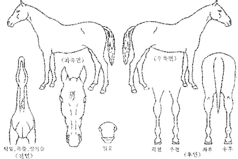 �����Ǹ޾Ƹ��� ����,���,�޸�,�λ�,�ٸ��� Ư¡����