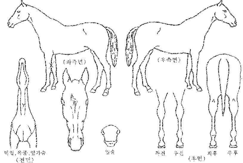 ���Ȧ���ڸ��� ����,���,�޸�,�λ�,�ٸ��� Ư¡����