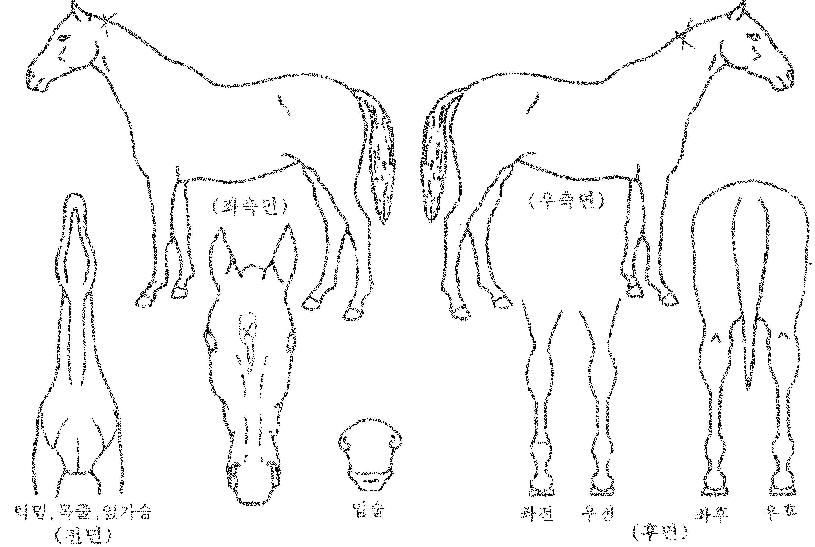 ���Ǹ����� ����,���,�޸�,�λ�,�ٸ��� Ư¡����