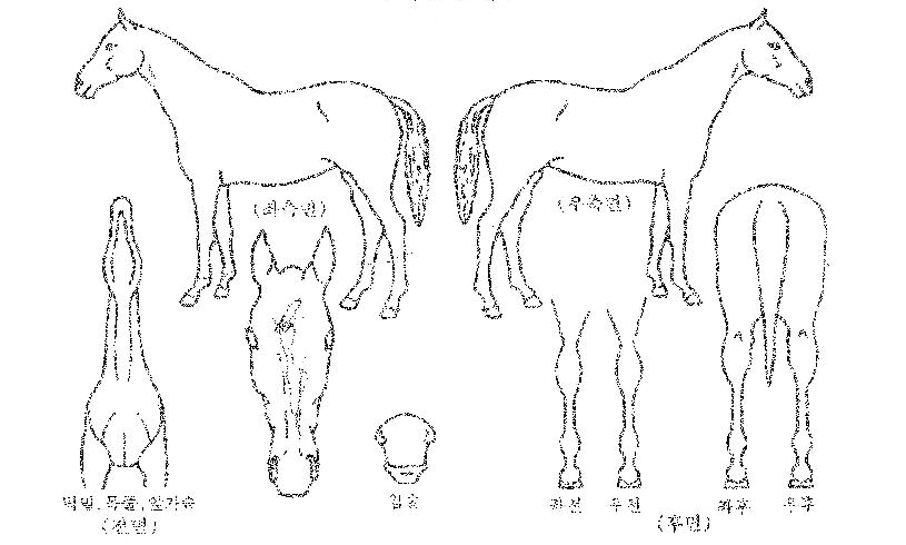 ¼Û¾Ïµ¹Ç³ÀÇ Ãø¸é,¿ì¸é,µÞ¸é,µÎ»ó,´Ù¸®ÀÇ Æ¯Â¡µµÇØ