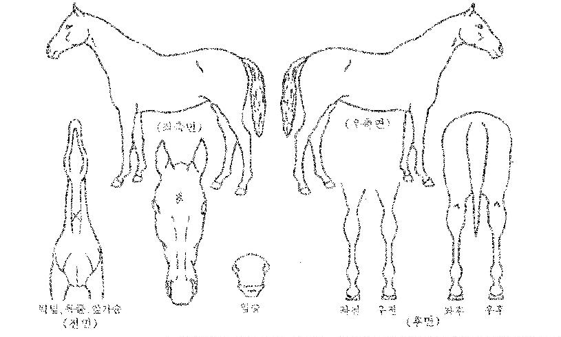 �۾Ϲٺ��� ����,���,�޸�,�λ�,�ٸ��� Ư¡����