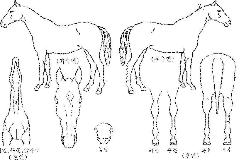 �����ػ罺�ڸ��� ����,���,�޸�,�λ�,�ٸ��� Ư¡����