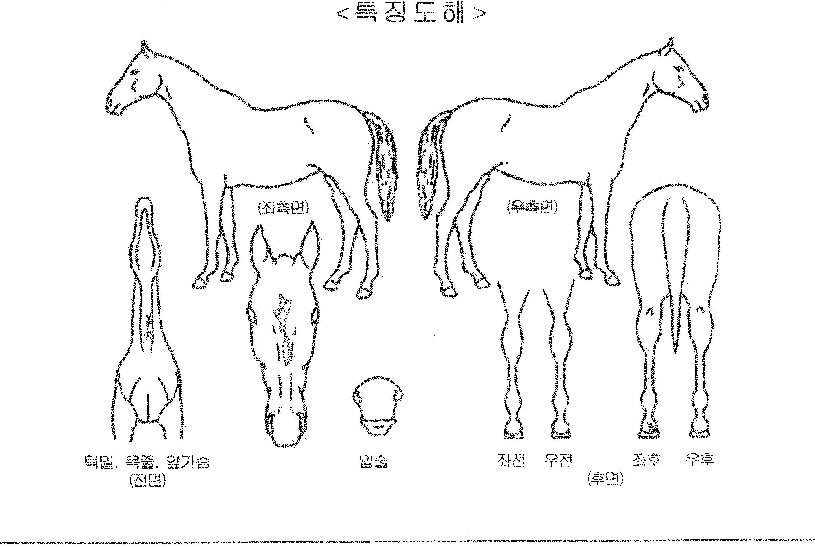 �̷����� ����,���,�޸�,�λ�,�ٸ��� Ư¡����