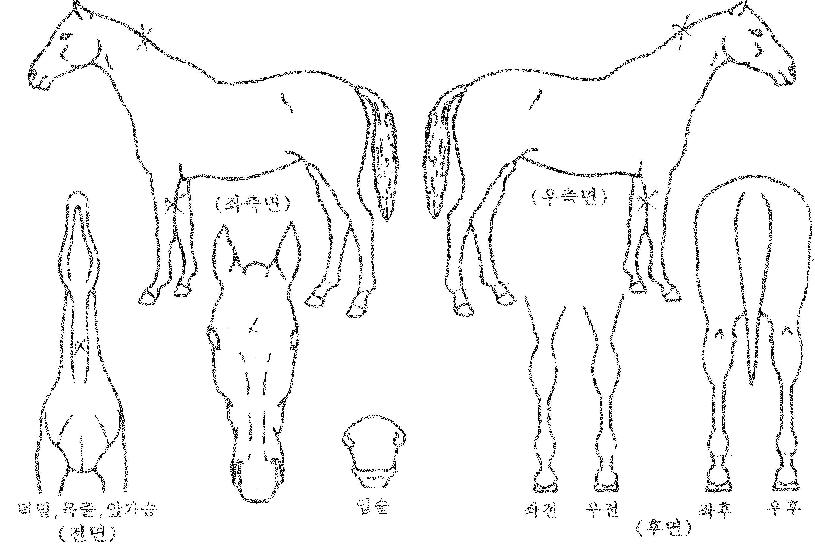 ������� ����,���,�޸�,�λ�,�ٸ��� Ư¡����