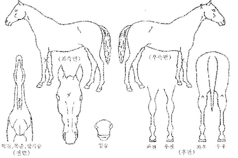 ���������̵��� ����,���,�޸�,�λ�,�ٸ��� Ư¡����