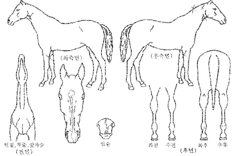 Ŭ¸°¾÷Ư±ÞÀÇ Ãø¸é,¿ì¸é,µÞ¸é,µÎ»ó,´Ù¸®ÀÇ Æ¯Â¡µµÇØ