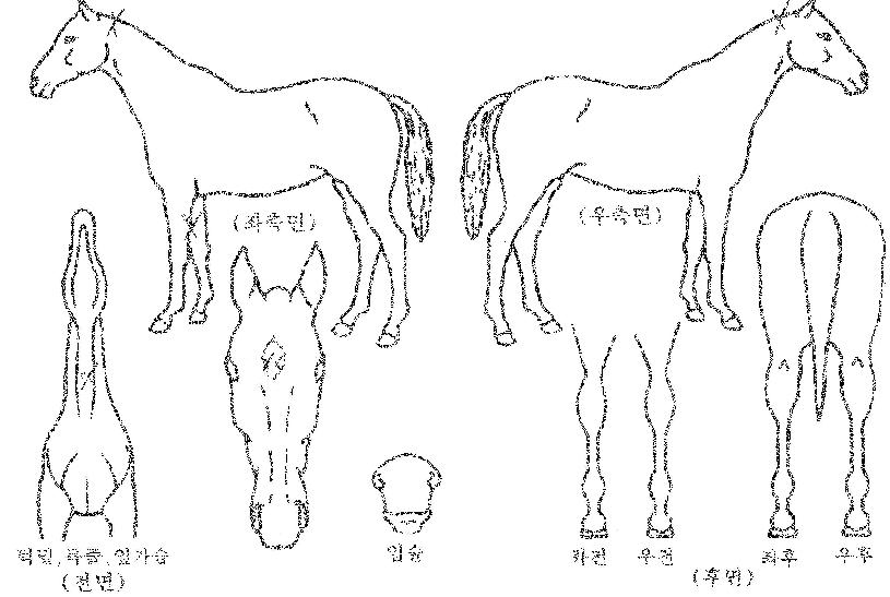 ÆÐ½ºÆ®Æ÷¸®ÀÇ Ãø¸é,¿ì¸é,µÞ¸é,µÎ»ó,´Ù¸®ÀÇ Æ¯Â¡µµÇØ