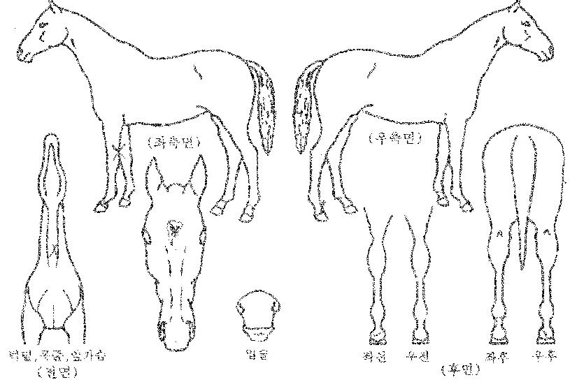 Ȧ���������ڸ��� ����,���,�޸�,�λ�,�ٸ��� Ư¡����