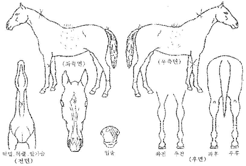 õ�������� ����,���,�޸�,�λ�,�ٸ��� Ư¡����