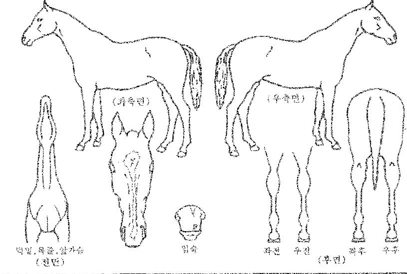 �������� ����,���,�޸�,�λ�,�ٸ��� Ư¡����