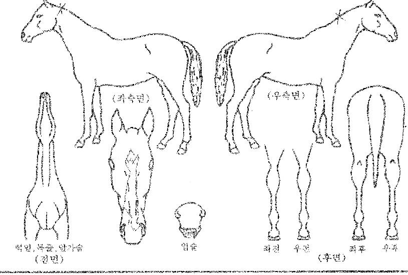 ����Ǯ�޸��� ����,���,�޸�,�λ�,�ٸ��� Ư¡����