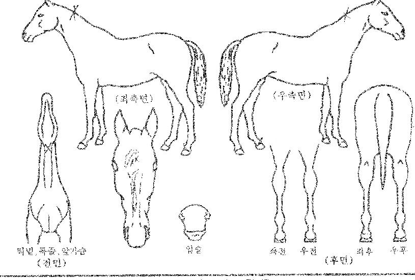 ½ºÀ§Æ®¸Þ¸ð¸®ÀÇ Ãø¸é,¿ì¸é,µÞ¸é,µÎ»ó,´Ù¸®ÀÇ Æ¯Â¡µµÇØ