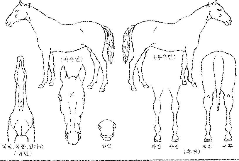 ´Þ·Á¶ó¶ó¿ÂÀÇ Ãø¸é,¿ì¸é,µÞ¸é,µÎ»ó,´Ù¸®ÀÇ Æ¯Â¡µµÇØ
