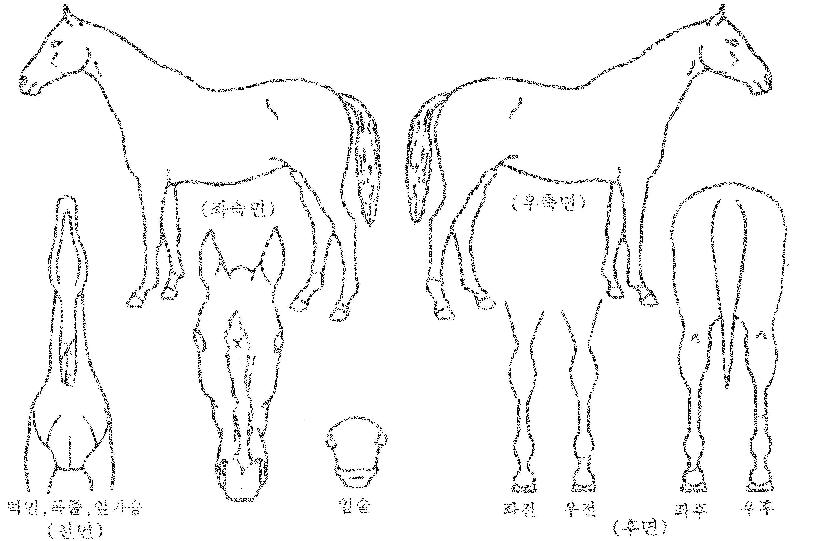 ���� ����,���,�޸�,�λ�,�ٸ��� Ư¡����